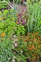 Mixed herbs in border marigolds, chives and Basil.  