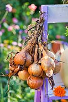 Bunch of onions hanging to dry.