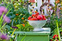 Colander of harvested tomatoes in vegetable garden.
