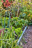 Vegetable bed with leek, carrots, lettuce and French beans.
