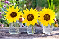 Row of cut sunflowers in glass vases. 