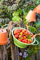 Tomatoes, onions and basil in colander hanging on fence.