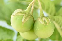 Solanum tuberosum 'Maris Piper'  - Maincrop Potato  - fruit that form when flower dies  