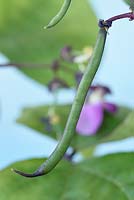 Phaseolus vulgaris 'Violet Podded' - French Climbing Bean - young bean on plant 