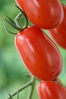 Solanum lycopersicum 'Riesling' - Cherry Plum Tomato  