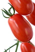Solanum lycopersicum 'Riesling'  Cherry Plum Tomato  