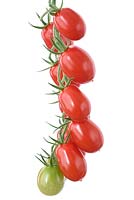 Solanum lycopersicum 'Riesling' - Cherry Plum Tomato - on the vine
