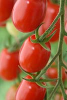 Solanum lycopersicum 'Riesling' - Cherry Plum Tomato  - on the vine