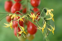 Solanum lycopersicum 'Riesling'  Cherry Plum Tomato  - flowers  