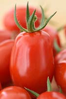 Solanum lycopersicum 'Riesling' - Cherry Plum Tomato 