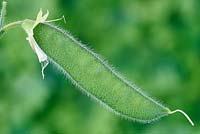 Lathyrus odoratus - Sweet Pea - seed pod  