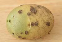 Solanum tuberosum - Potato with Streptomyces scabies - common scab and green at one end where exposed to light as not fully earthed up 