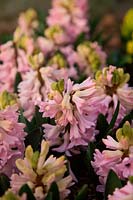 Hyacinthus orientalis 'Apricot Passion' - Hyacinths