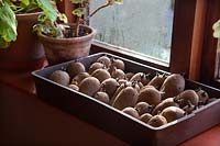 Solanum tuberosum 'Charlotte' AGM - chitting seed potatoes on a window sill