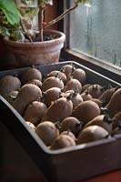 Solanum tuberosum 'Charlotte' AGM - chitting seed potatoes on a window sill