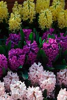 Hyacinthus orientalis 'Apricot Passion', Hyacinthus orientalis 'Yellowstone' Hyacinthus orientalis 'Miss Saigon' AGM