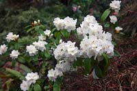 Rhododendron 'Eider'