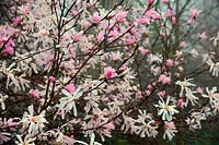Magnolia x loebneri 'Leonard Messel' AGM 