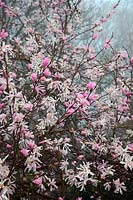 Magnolia x loebneri 'Leonard Messel' AGM 