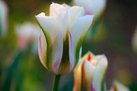 Tulipa 'Flaming Spring Green' - syn. Tulipa 'Flaming Springgreen'