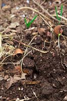 Carefully lifting rhizomes of Bindweed - Calystegia sp. from the vegetable garden in spring using a fork and pulling very gently. A small surface shoot reveals a large network of fragile white roots.