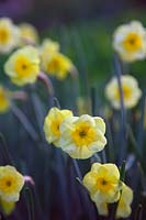 Narcissus 'Sun Disc' 7 AGM