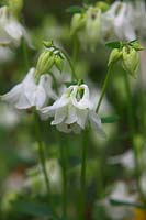 Aquilegia vulgaris var. alba White Granny's Bonnet