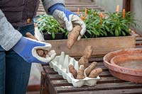 Chitting seed potatoes by placing them in an egg tray in a greenhouse