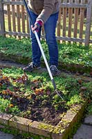 Weeding chickweed in a bed in the vegetable garden with a hoe. 