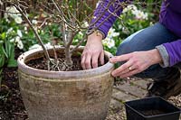 Top dressing a container with fresh compost and controlled-release fertiliser. Removing old compost - Syringa pubescens subsp. microphylla 'Superba' - Lilac