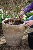 Top dressing a container with fresh compost and controlled-release fertiliser. Removing old compost. Syringa pubescens subsp. microphylla 'Superba' - Lilac. 