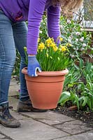Putting out pre-planted pots of daffodils to brighten up a front garden. 