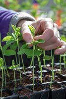 Pinching out sweet pea seedlings with fingers to encourage bushy growth.