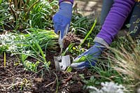 Dividing and replanting clumps of Galanthus nivalis - Snowdrops - whilst they are still 'in the green'. 