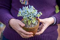 Holding a pot of winter iris - Iris 'Katharine Hodgkin' Reticulata AGM