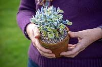 Holding a pot of winter iris - Iris 'Katharine Hodgkin' Reticulata AGM.