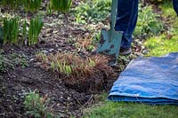 Dividing a perennial iris using back to back spade and fork - Lifting the plant.