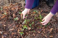 Removing old dead leaves from a perennial geranium in spring to encourage growth and discourage disease. 