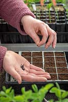 Sowing Onion seed in module seed trays