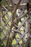 Wisteria branched twined around trellis