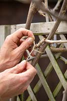 Tying in Wisteria stems on a trellis with garden string