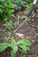 Hoeing small weed seedlings in a border 