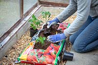 Planting up a growing bag with Tomato plants in a greenhouse
