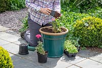 Planting up a patio container with bedding plants, Pelargoniums
