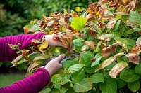 Pruning out frost damaged flower shoots from a Hydrangea that has been caught by a late frost, Hydrangea macrophylla 'Endless Summer'