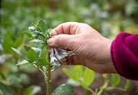 Pinching out Vicia faba - Broad Bean - tips to reduce blackfly infestations