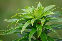 Scarlet lily beetle - Lilioceris liliae - on plant