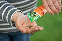 Pouring Carrot seed from a packet into hand ready to sow