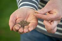 Handful of beetroot seed - Beta vulgaris - ready to sow. 