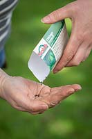 Emptying packet of cabbage seed into hand ready to sow. 